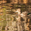 Green Winged Teal (f)