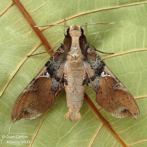 Falcifera Sphinx Moth