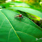 Araña Saltadora