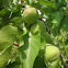 Albaricoquero. Apricot tree