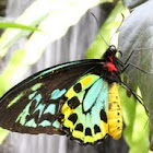 Goliath Birdwing Butterfly (male)
