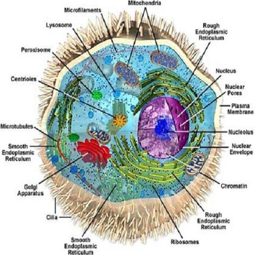 cell biology