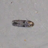 False Burnet Moth