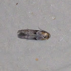 False Burnet Moth