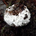 False Puffball - Myxogastria
