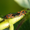 Small milkweed bugs (mating)