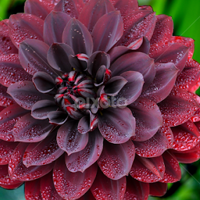 Dalia by Jeanne Knoch - Flowers Single Flower