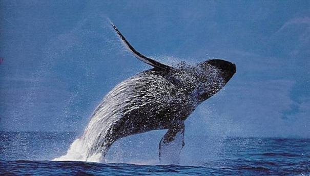 [Baleine[6].jpg]