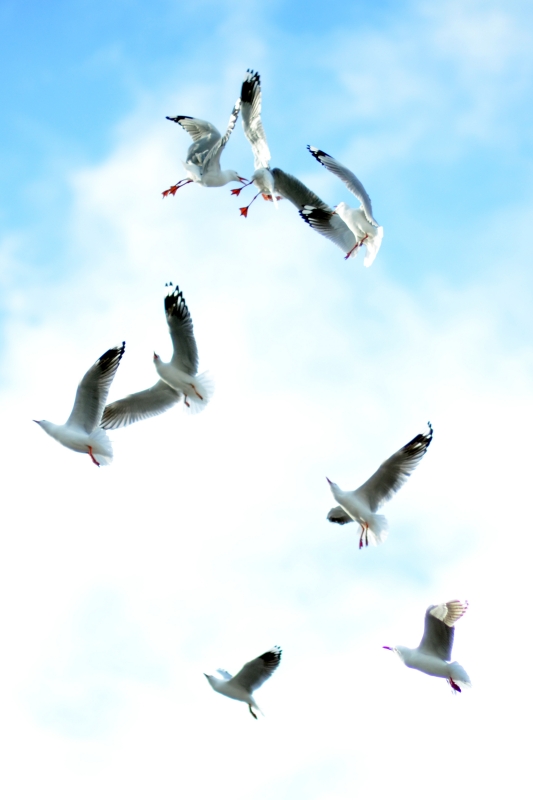 Scavenging seagulls