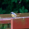 Common Redstart (juv.)