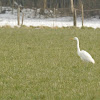 Great Egret