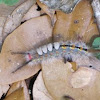 Live oak tussock moth larva