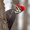 Pileated Woodpecker