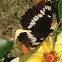 California sister butterfly