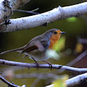 European Robin