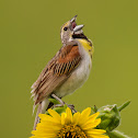 Dickcissel