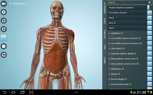 Female Anatomy 3D - Anatronica