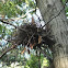 Eastern Gray Squirrel Nest