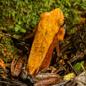Bicolored Frog