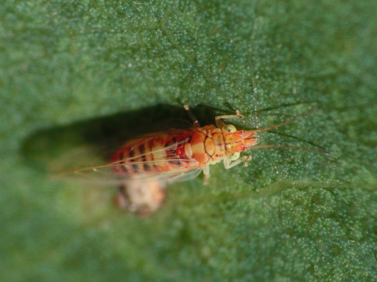 Psyllid bug Adult