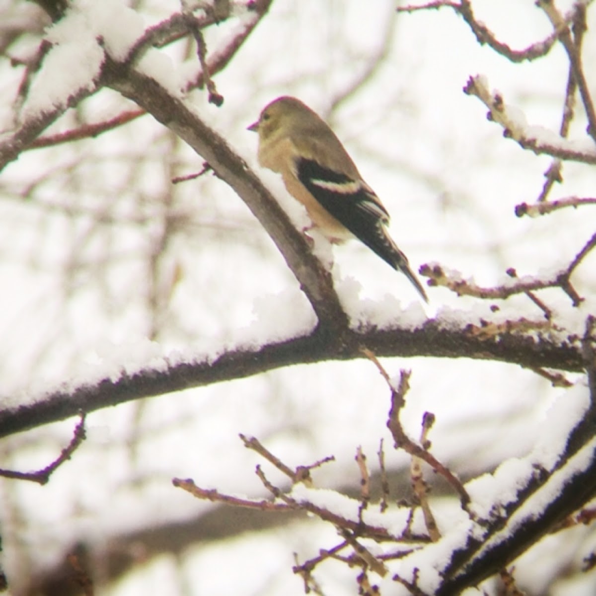 American Goldfinch