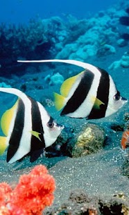 How to get Fish Wallpaper HD Free patch 1.1 apk for laptop