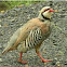 Red legged partrige