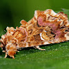 Pink Shaded Fern Moth