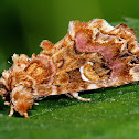 Pink Shaded Fern Moth