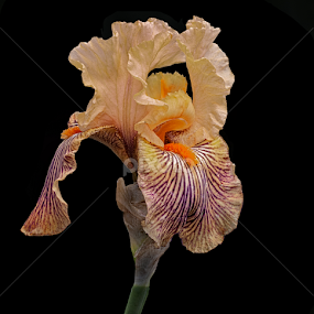 Pink Bearded Iris by Floyd Hopper - Flowers Single Flower