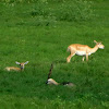 Blackbuck Antelope