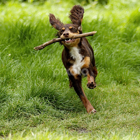 by James Blyth Currie - Animals - Dogs Puppies