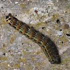 Buff-tip caterpillar