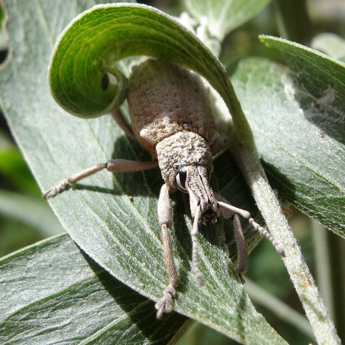 Wattle weevil