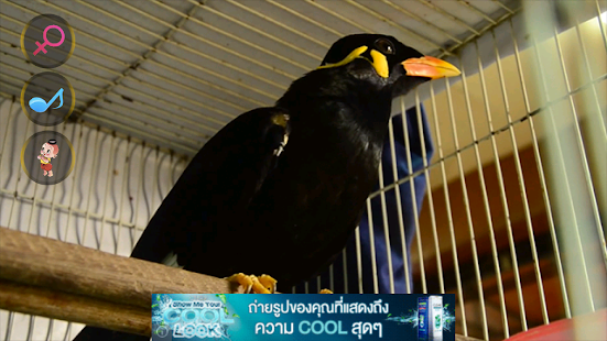 How to get คุยกับขุนทอง 1.0 unlimited apk for bluestacks