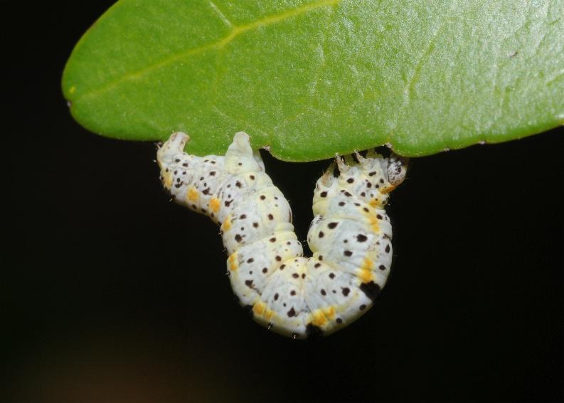 Geometrid moth larva