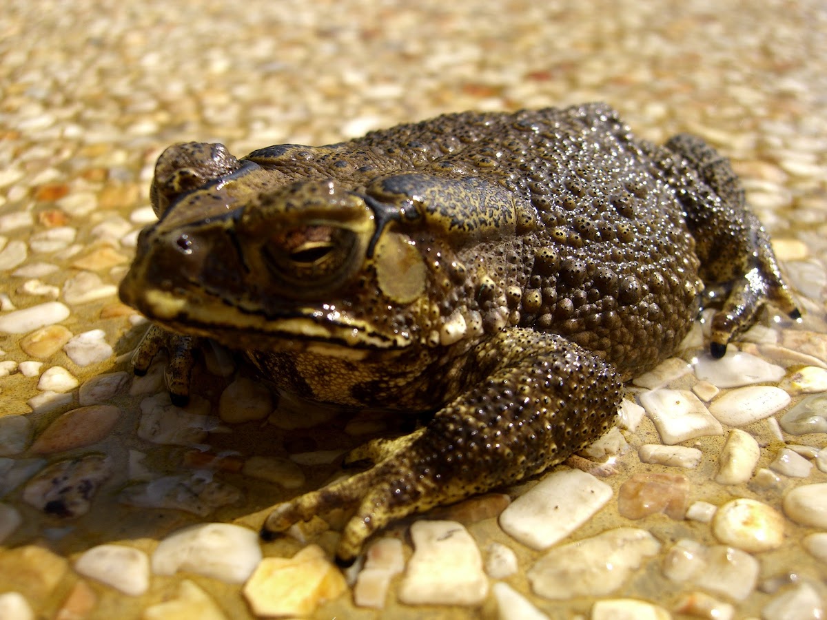 Asian Common Toad