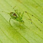 Long Jawed spider