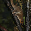 Fat tailed dwarf lemur