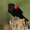 Red-winged Blackbird (male)