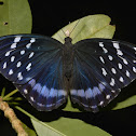 Archduke Butterfly