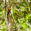 Checker-Throated Woodpecker