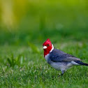 Red-crested cardinal