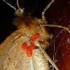 Mites on a Moth