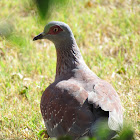 Speckled pigeon (Rock pigeon)