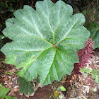 Gunnera