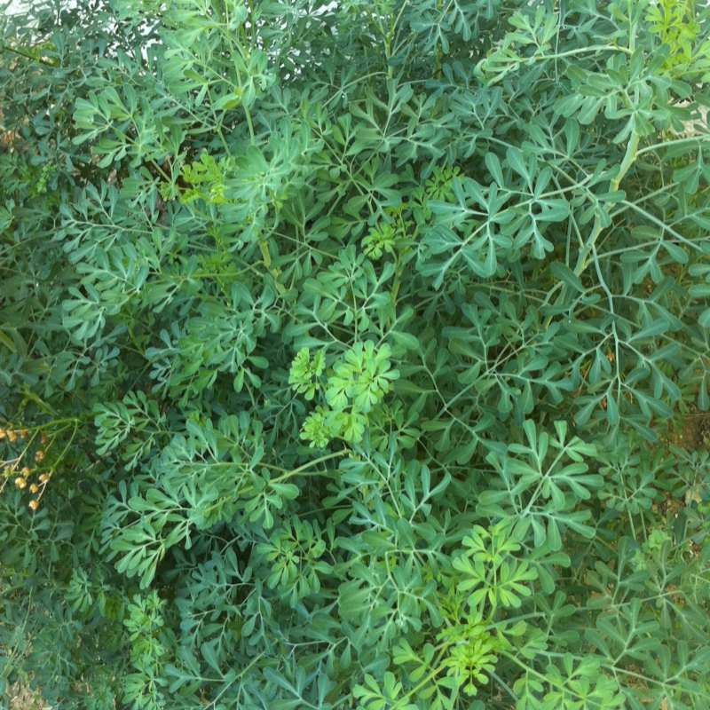 Mystery herb