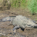 American Crocodile  