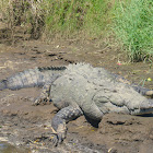 American Crocodile  