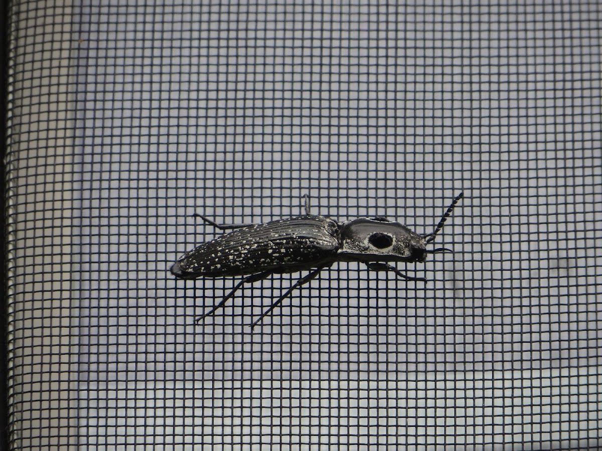 Eastern Eyed Click Beetle